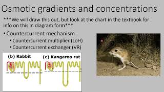 Chapter 26 Part 4 Countercurrent Mechanism [upl. by Tito]