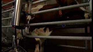 DeLaval Milk quality  Automated Dairy Farming Solutions  DeLaval [upl. by Nnalyrehs740]