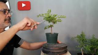 🔴COMO HACER UN BONSAI PODA DISEÑO Y ESTRUCTURA  parte 2👈 MUY FACIL DE HACER [upl. by Particia]