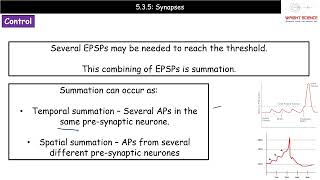 A Level Biology  5135  Synapses [upl. by Sivle]