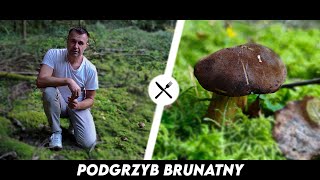 Podgrzyb Brunatny  Czarne łebki pośród mchu [upl. by Shepard]