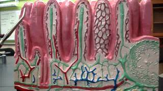 Intestinal Layers [upl. by Assertal]