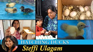 Hatching Duck Eggs in Tamil  Homemade Incubator for Duck Eggs in Tamil [upl. by Ayanej492]