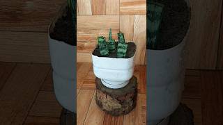 Unique way to Propagate Snake Plant propagation sansevieria snakeplant succulent [upl. by Leirol]