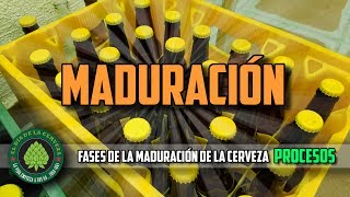 Cómo Hacer Cerveza Artesanal en Casa MADURACIÓN PROCESOS [upl. by Atsirhcal]