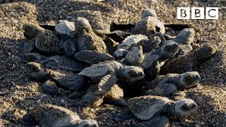 Baby turtles first steps  BBC [upl. by Seena457]