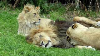 Lion amp lioness acting cute   Knowsley Safari Park [upl. by Saidnac]