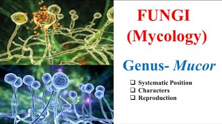 Mucor  Systemic Position  Characters  Structure  Reproduction  Fungi Mycology  SK Sir [upl. by Najram]