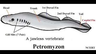 Petromyzon  Cyclostomata  Ammocoete larva  ClassCyclostomata characters and Classification [upl. by Nero]