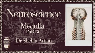 Medulla  external features  neurosciences  Dr Shehla Aman [upl. by Flori]