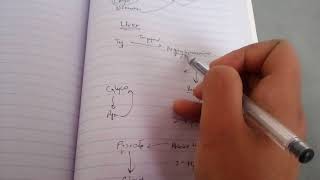 KYNURENINE PATHWAY of TRYPTOPHAN metabolism in easy way part 2 [upl. by Annyl]