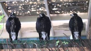 Three Australian Magpies Sing in Unison [upl. by Eninnaj367]