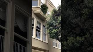 Guy Throws Christmas Tree Out of Window and it Lands Perfectly on the Ground  1169330 [upl. by Ingeberg498]