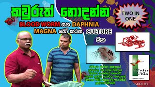 ජීවී මත්සය ආහාර අඩුම වියදමින් දෙකක්ම එකවර  How to make bloodworm fish food live  2 in 1 Culture [upl. by Jacobba]