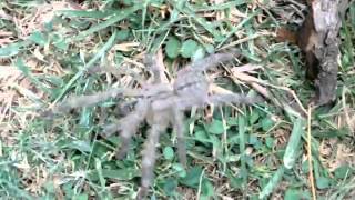 FaceSized Tarantula Discovered In Sri Lanka FULL VIDEO [upl. by Ahsead173]