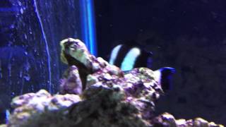 Species Spotlight Season 2  The Four Stripe Damselfish  Episode 23 [upl. by Aix606]