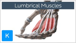 Lumbrical muscles of the Hand  Origin Insertion amp Function  Anatomy  Kenhub [upl. by Erdreid]