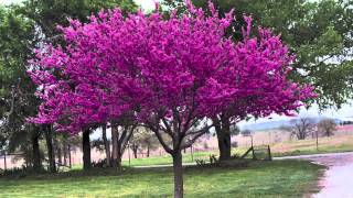 Redbud Trees For Sale [upl. by Kcirej621]