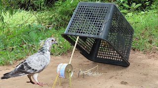 Creative New Method Pigeon Trap Using Basket amp Milk Cans  Easy Unique Pigeon Trap [upl. by Daisy]