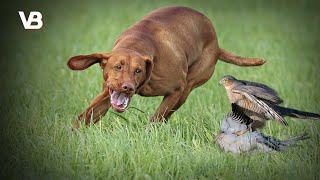 The 10 Best Bird Hunting Dog Breeds [upl. by Freeland459]