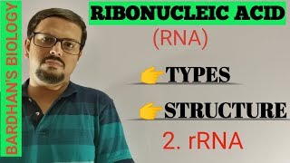 RNA typesstructure amp function 2rRNA Ribosomal RNA [upl. by Nnylyak288]