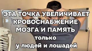 Эта точка увеличивает кровоснабжение мозга в 45 раз только у людей и лошадей Память и внимание тоже [upl. by Aeneus832]