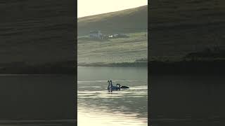 A Spring Walk in Shetland [upl. by Anitsihc16]