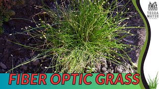 Growing FIBER OPTIC GRASS Quick Tips for Isolepis cernua [upl. by Dnesnwot]