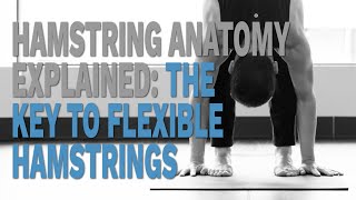 Hamstring Anatomy Explained The Key to Flexible Hamstrings [upl. by Pownall]