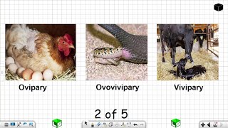 Life Sciences Grade 12 Ovipary Ovovivipary Vivipary Reproduction in Vertebrates Part 2 of 5 [upl. by Dnomyaw]