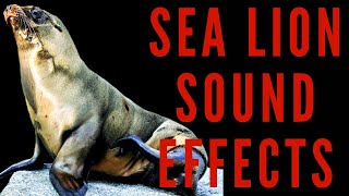 SEA LION SOUND EFFECTS  Sea Lion Bark  Maktubytv [upl. by Tsnre736]