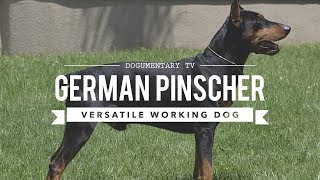 ALL ABOUT GERMAN PINSCHER VERSATILE WORKING DOG [upl. by Ahiel62]