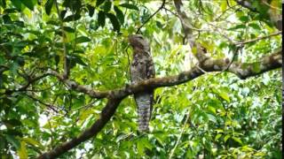 Great Potoo Song [upl. by Nutsud531]