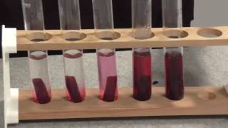 Membrane Permeability Beetroot Practical [upl. by Rorke]