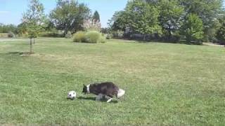 Lily the Amazing Soccer Playing Border Collie [upl. by Nabalas450]