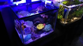 UPDATE NANO TANK NO SUMP NO SKIMMER TANPA SUMP DAN TANPA SKIMMER [upl. by Siol]