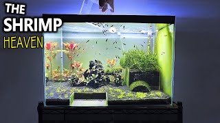 The Shrimp Heaven Shrimp Tank Setup for Caridina Aquascape Tutorial [upl. by Ingaberg470]