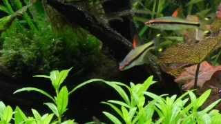 Roseline Denison Torpedo Barb Puntius Denisonii natural planted aquarium fish tank [upl. by Anidam]