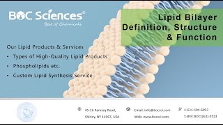 Lipid Bilayer Definition Structure amp Function  Phospholipid Bilayer  BOC Sciences [upl. by Mannes]