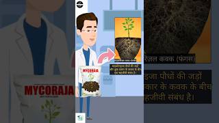 mycorrhiza kya haimycorrhizal biofertilizer in hindimycorrhizal fungi biofertilizer krishigyan [upl. by Xer]