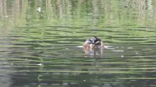 Shoveler at Prickend Pond [upl. by Settera]