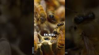 COMO HACEN LA MIEL LAS ABEJAS datoscuriosos sabias nosabias [upl. by Aicela196]