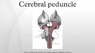 Cerebral peduncle [upl. by Ephraim]