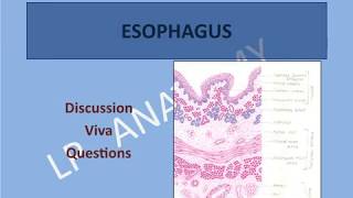 Esophagus histology discussion viva questions [upl. by Eanad]