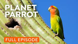 Wild Parrots Taking Over Your City  Full Documentary [upl. by Ailisec]