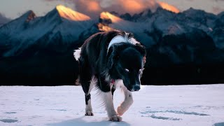 Beste Entspannungsmusik für Hunde zum Einschlafen [upl. by Orabel]