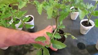 How to Create Double Stem Tomatoes What are Double Production Stems  The Rusted Garden 2013 [upl. by Nivek]