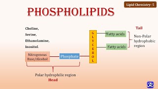 5 Phospholipids  Lipid Chemistry 5  Biochemistry  NJOY Biochemistry [upl. by Stockton722]