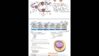 Mitosis and transcription Marieb 310  311 [upl. by Kcolttam]