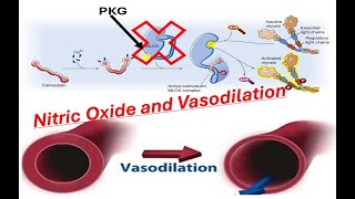 How Nitric Oxide Causes Vasodilation Shear Stress and the cGMPPKG Pathway [upl. by Ignatius]